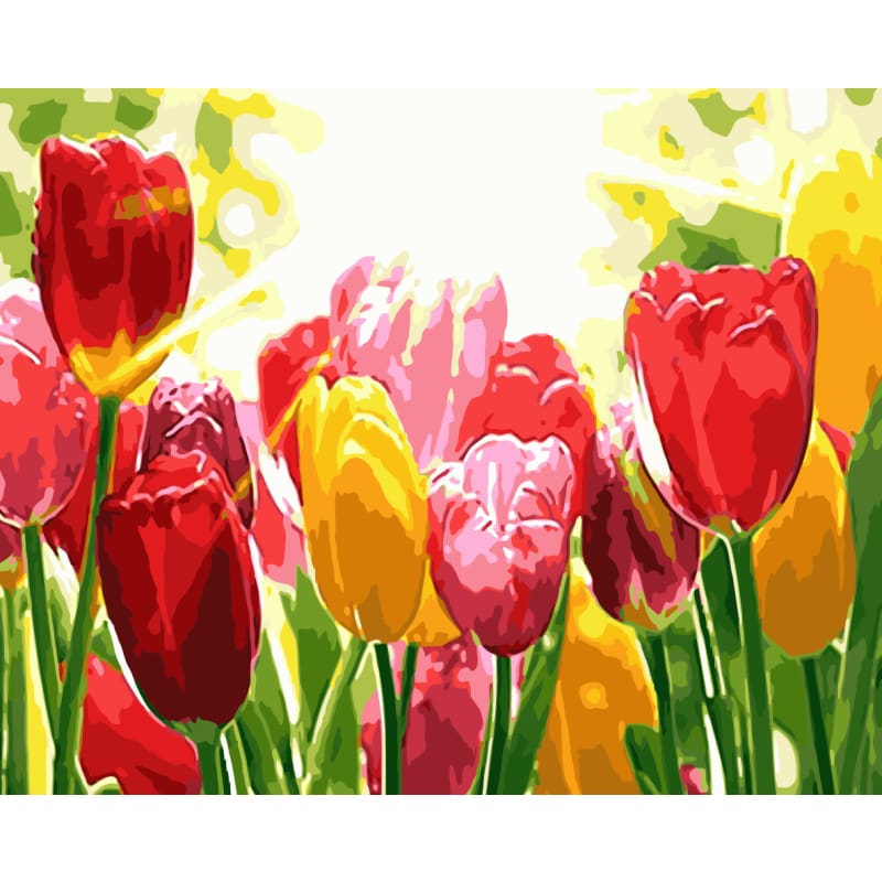Tulips Diy Paint By Numbers Kits WM777 Australia Paint By Numbers
