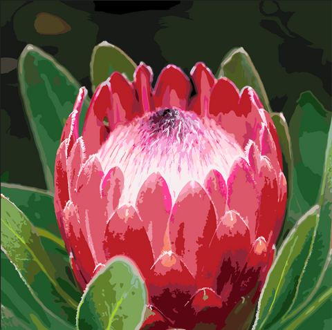 Waratah