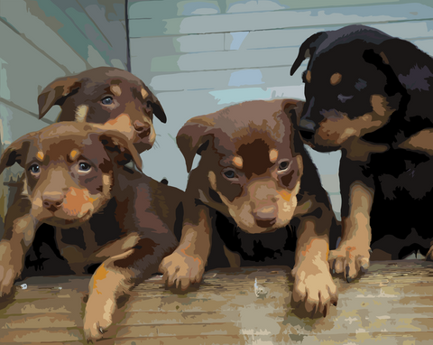 Australian Puppies