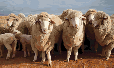 Australian Sheep Yard
