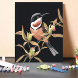 Spinebill & Cymbidium