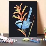 Splendid Wren, Kanga Paw