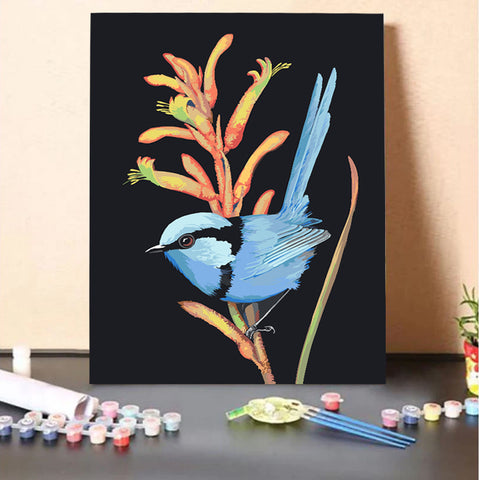 Splendid Wren, Kanga Paw
