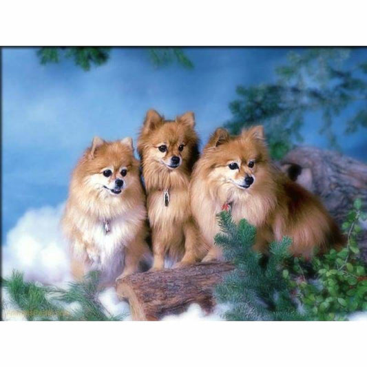 Dog Diy Paint By Numbers Kits PBN59453 - NEEDLEWORK KITS