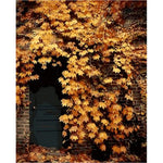Flower Wall Diy Paint By Numbers Kits ZXQ439 - NEEDLEWORK KITS