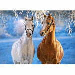 Horse Diy Paint By Numbers Kits PBN96077 - NEEDLEWORK KITS
