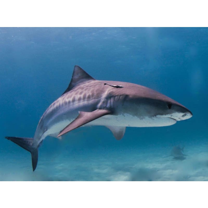Shark Diy Paint By Numbers Kits VM30257 - NEEDLEWORK KITS
