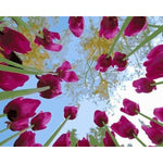 Tulips Diy Paint By Numbers Kits ZXB467 - NEEDLEWORK KITS