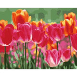 Tulips Diy Paint By Numbers Kits ZXB746 - NEEDLEWORK KITS